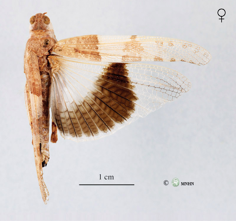 Sphingonotus tricinctus mâle