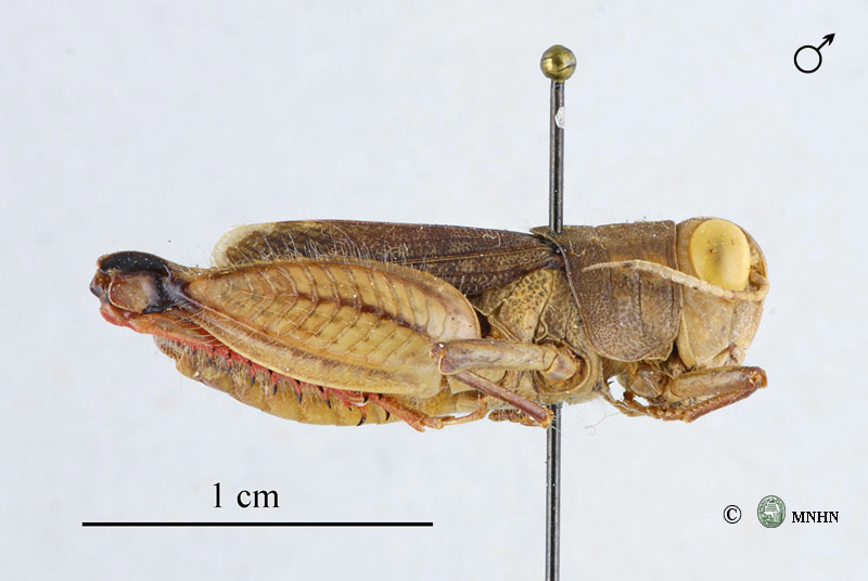 Sphodromerus mus paratype mâle