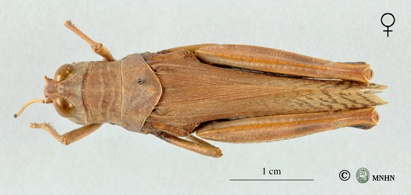 Sphodromerus tuareg femelle paratype