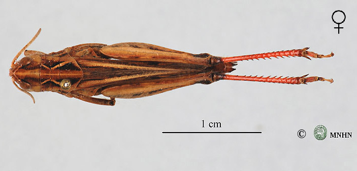 Stenobothrus amoenus femelle