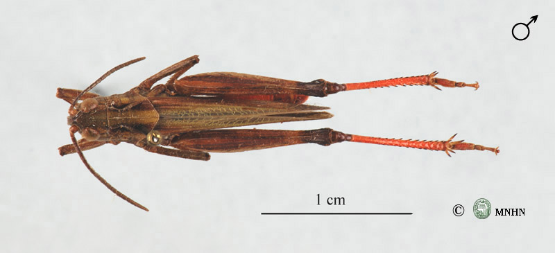 Stenobothrus amoenus mâle