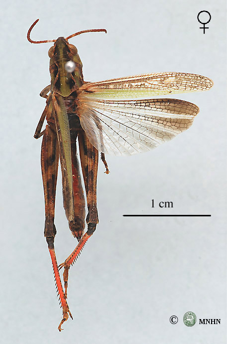 Stenobothrus maroccanus zemmourianus