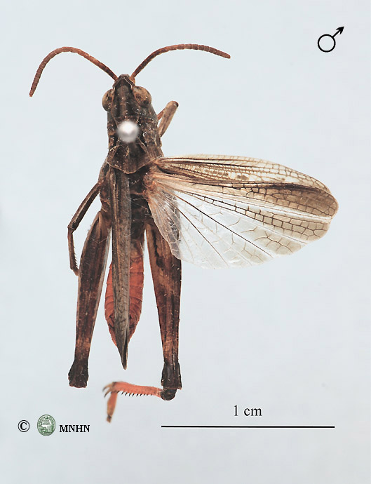 Stenobothrus maroccanus zemmourianus