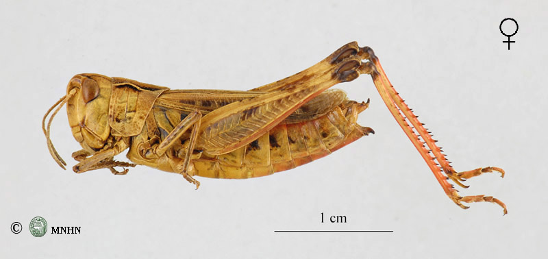 Stenobothrus palpalis femelle