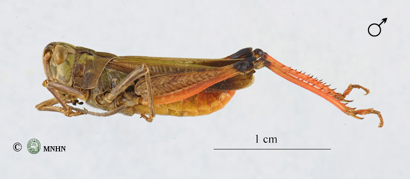 Stenobothrus palpalis mâle