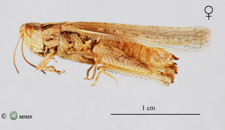 Stenohippus mundus femelle