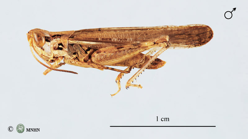 Stenohippus mundus mâle