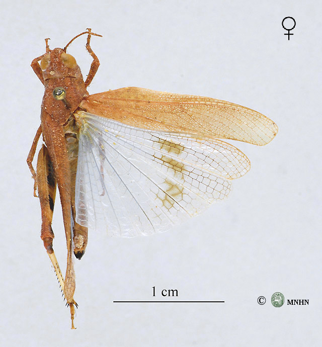 Thalpomena azureipennis femelle