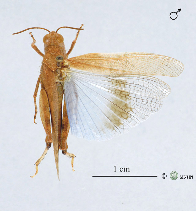 Thalpomena azureipennis mâle