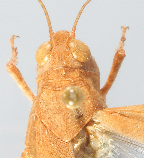 Thalpomena azureipennis pronotum
