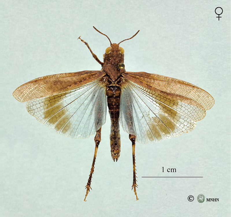 Thalpomena caeruleipennis femelle