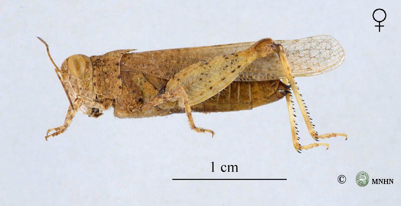 Thalpomena coerulescens femelle