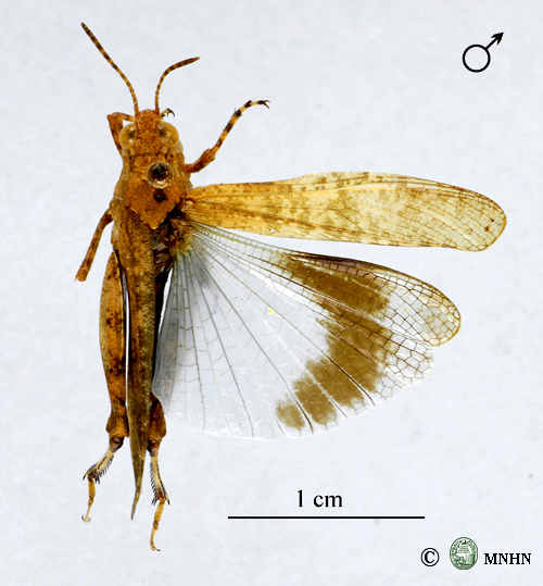 Thalpomena viridipennis forme  fasciata mâle