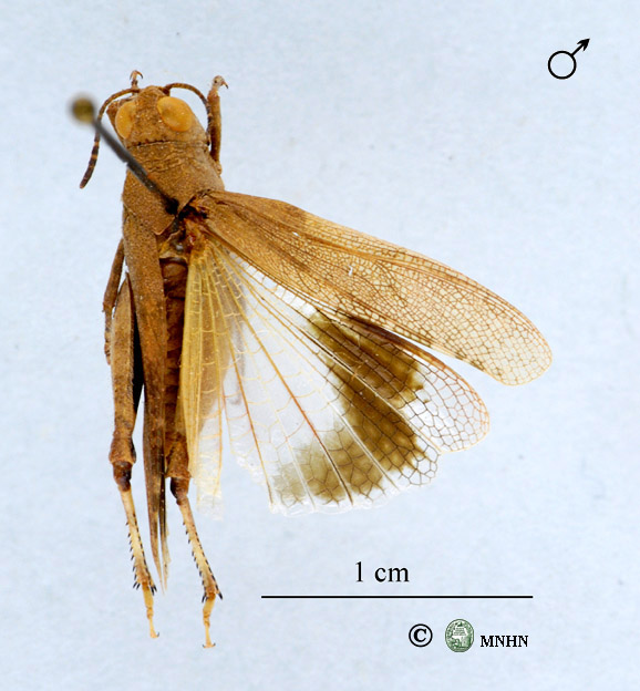 Thalpomena viridipennis forme flavipennis