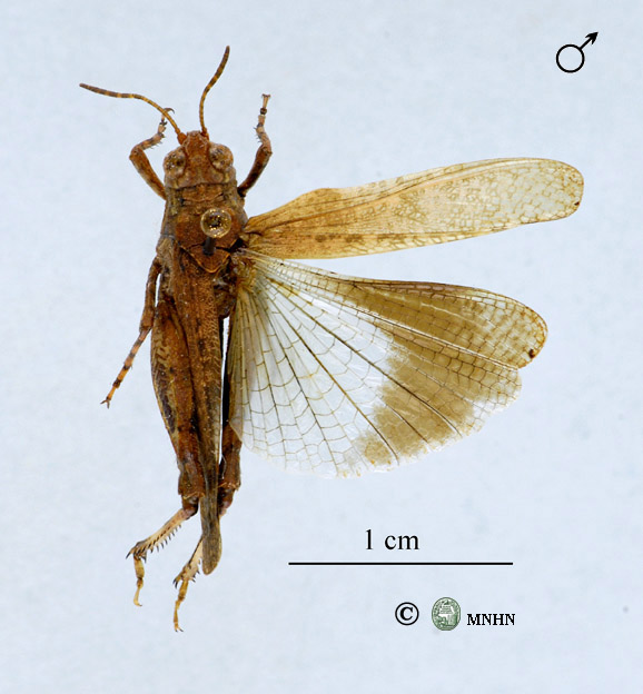 Thalpomena viridipennis forme nigra mâle