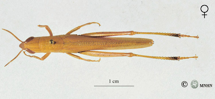 Tropidopola cylindrica femelle