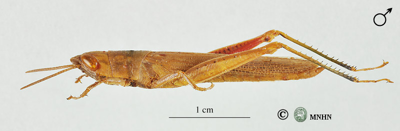 Tropidopola cylindrica