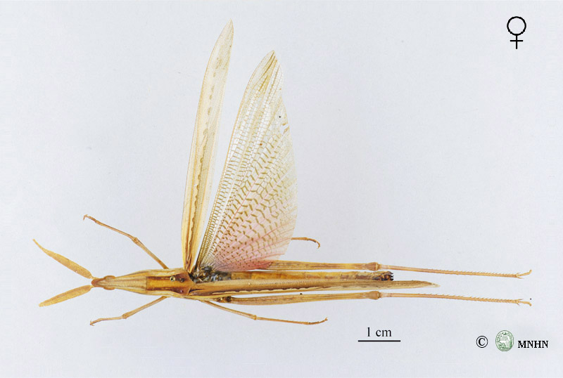 Truxalis annulata femelle