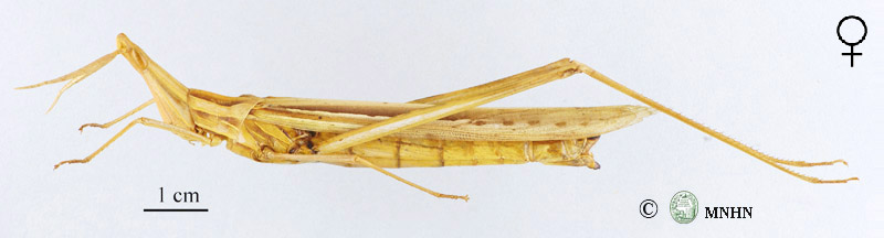 Truxalis annulata femelle