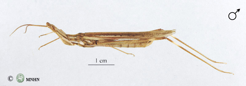 Truxalis annulata mâle