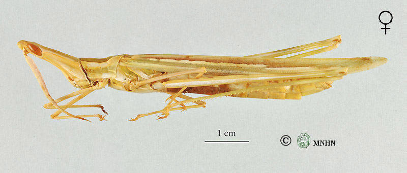 Truxalis procera femelle