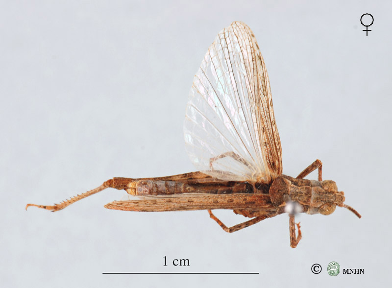 Notopleura rhelbanensis femelle allotype