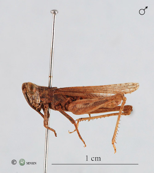 Notopleura rhelbanensis mâle holotype